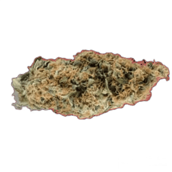 Costa Canna Dynamics - Fortissimo